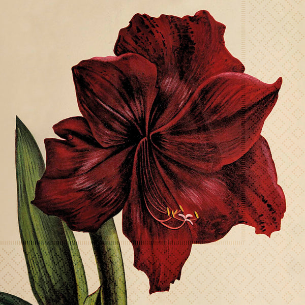 Julkort med Amaryllis